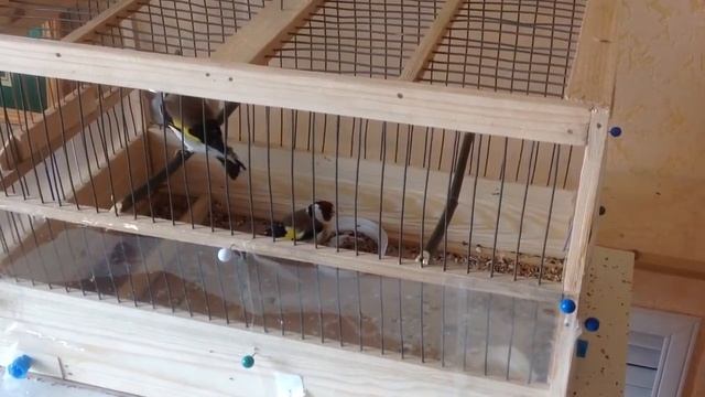 Борьба за кормушку 1. Содержание птиц. Щеглы.чем кормить 2 смотреть онлайн