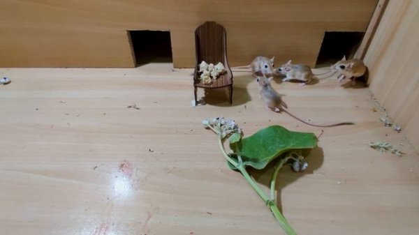 Cat Tv - Mice Games for Cats To Enjoy - 10 Hours Mice Fun Video For Cats