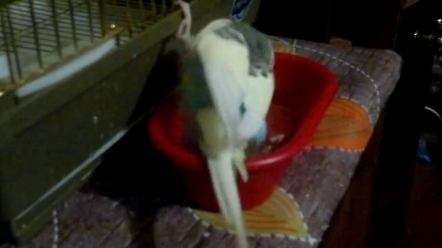 ванночка с зеркалом для попугая смотреть онлайн