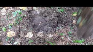 Лесной коп с XP Deus. XP Deus с катушкой 9"(22,5). Медные монеты. Часть 1.