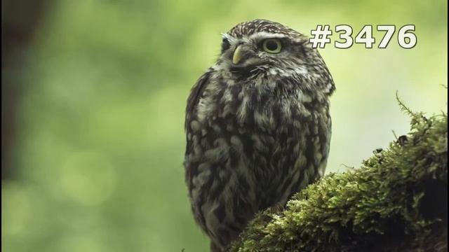 #3476. Совы (В мире животных) смотреть онлайн