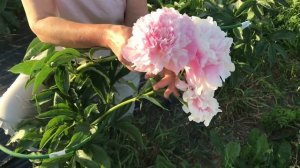 Dinner plate peony. Диннер плейт пион. Пулков сад