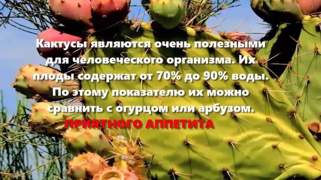 Съедобный кактус! Видео о кактусах, которые можно есть! смотреть онлайн