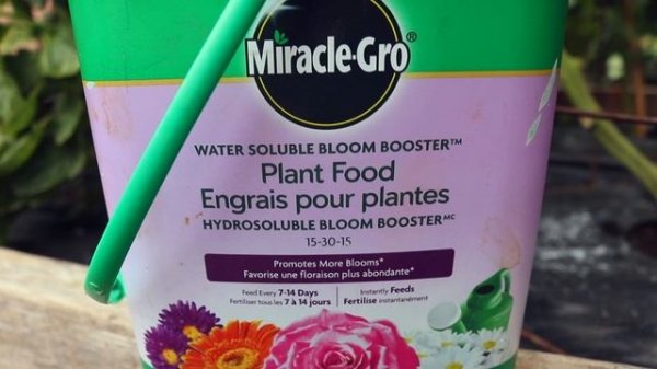 My Tips for Growing Cherry Tomatoes