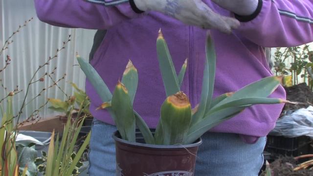 Plant Care & Gardening : When to Trim Tulips смотреть онлайн