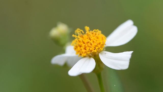 Всё благословенно. Природа. Цветы. Красиво. Музыка для настроения. Вдохновение. Подъём. смотреть онлайн