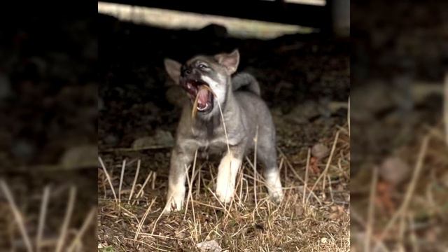 Jämthund or Swedish Elkhound. Pros and Cons, Price, How to choose, Facts, Care, History смотреть онлайн