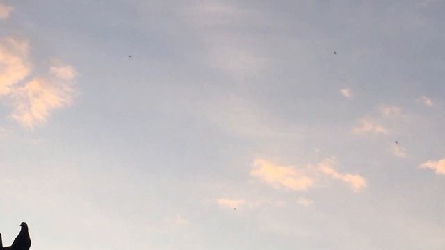 #Pigeons.Разминка голубей. смотреть онлайн