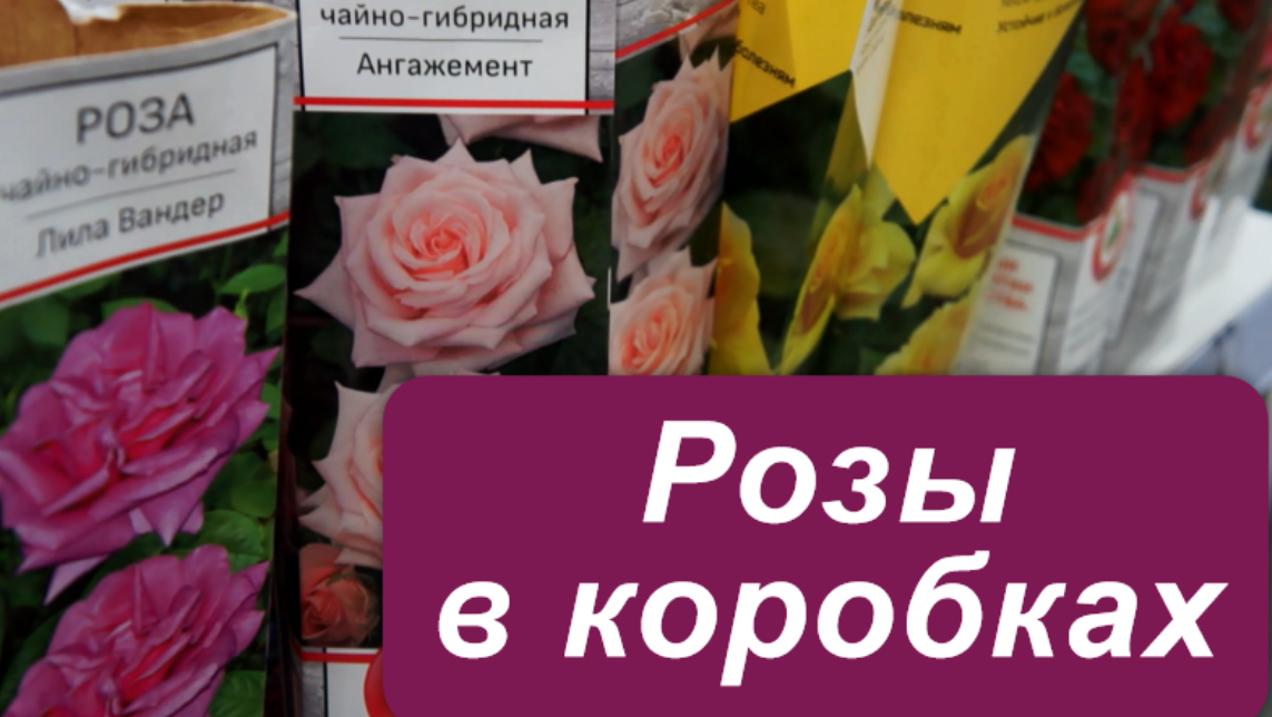 Розы в коробках. Обзор сортов. Стоит ли покупать? Как посадить? смотреть онлайн