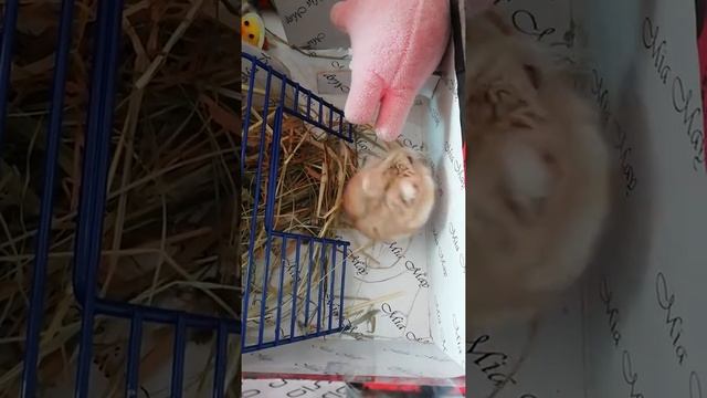 Хомяк мальчик или девочка смотреть онлайн