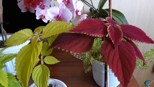 Колеусы. Выращиваем колеусное деревце.