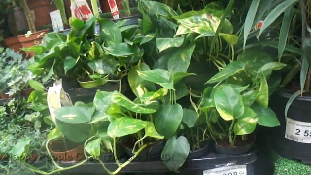 ЧАСТЬ 2! ЦВЕТОЧНЫЙ РАЙ В ЛЕРУА МЕРЛЕН! смотреть онлайн