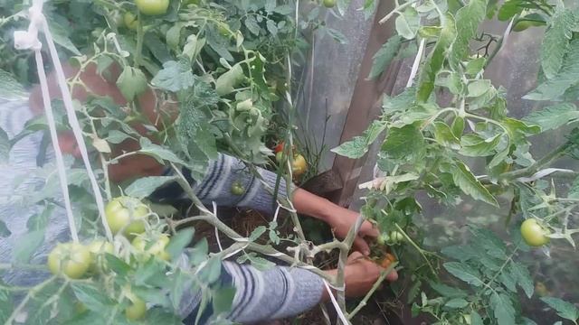 Томат Верочка Ф1 . Сбор продолжается ))) смотреть онлайн