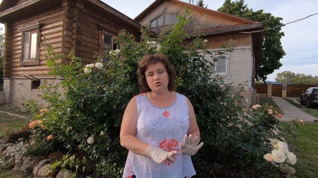 Как вырастить розы в Средней полосе и Сибири 1. смотреть онлайн