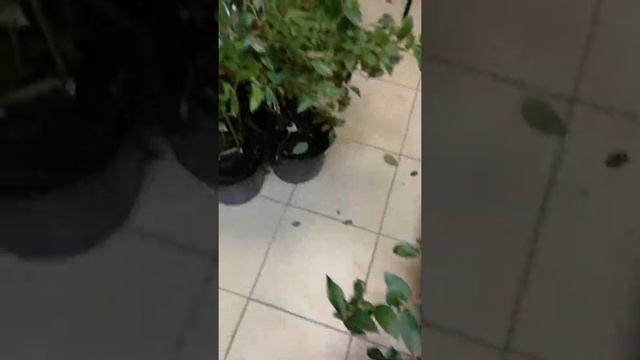 Саженцы голубики смотреть онлайн