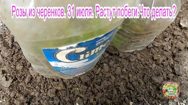 Розы из черенков. 31 июля. Растут побеги. Что делать? смотреть онлайн