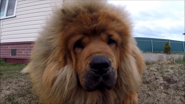 Уход за Тибетским Мастифом смотреть онлайн