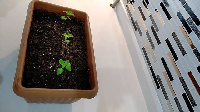 FESLEĞEN NASIL YETİŞTİRİLİR❓FESLEĞEN NASIL EKİLİR, NASIL ÇOĞALTILIR VE NASIL BUDANIR❓ смотреть онлайн