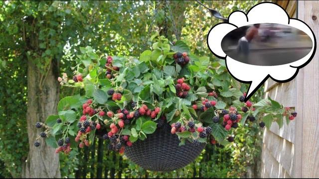 blackberry bush thinks смотреть онлайн