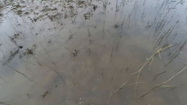 осенний облов прудов - карпы и сазаны , белый амур и толстолоб . смотреть онлайн