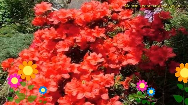 Азалия гибридная Фридолайн. Краткий обзор, описание Rhododendron Obtusum Fridoline Fridoline