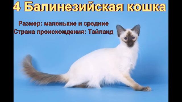 Топ 10 самых умных пород кошек смотреть онлайн