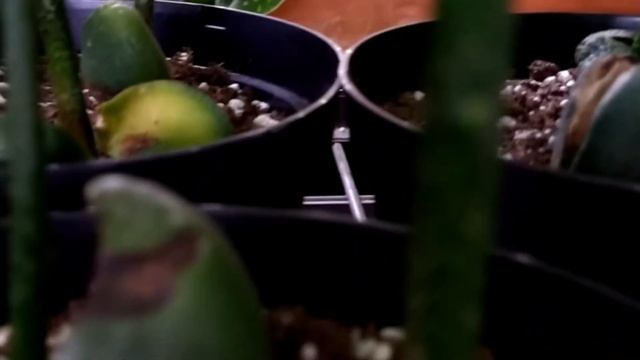 Moreton Bay chestnut (Castanospermum) смотреть онлайн