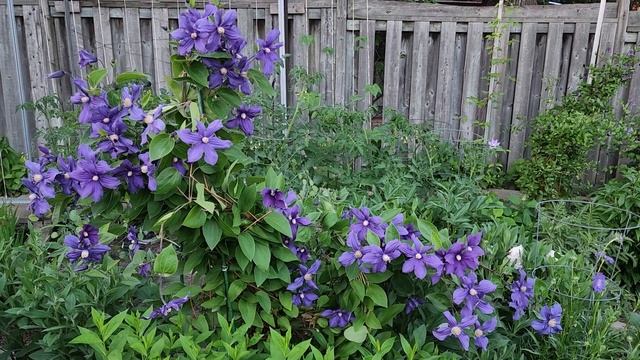 Sophie's Garden 我最爱的全缘铁线莲Clematis Integrifolia Durandii