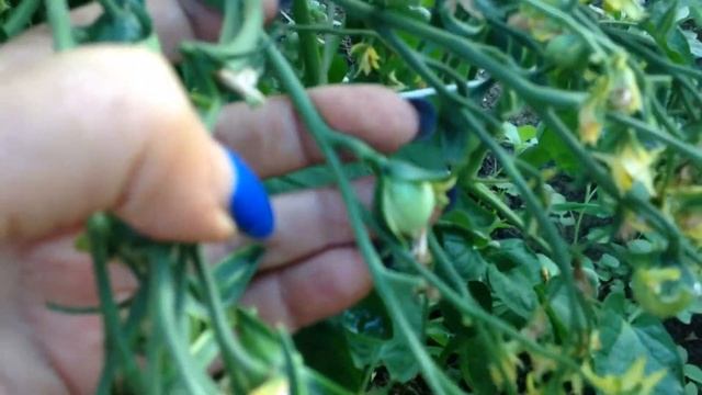 Сорт томата Поцелуй Герани. Помидоры для гурманов. смотреть онлайн