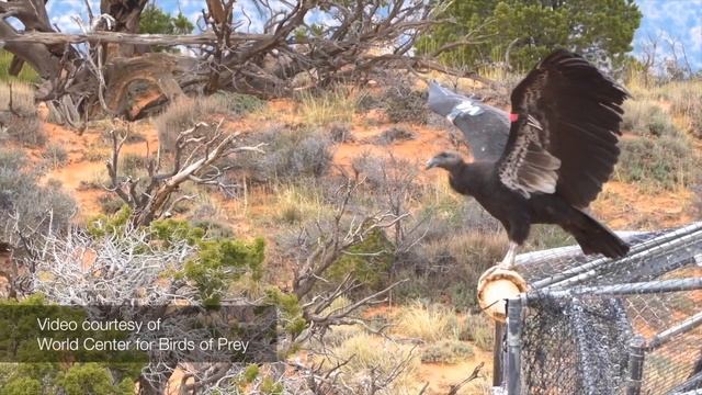 Meet The Endangered California Condors смотреть онлайн
