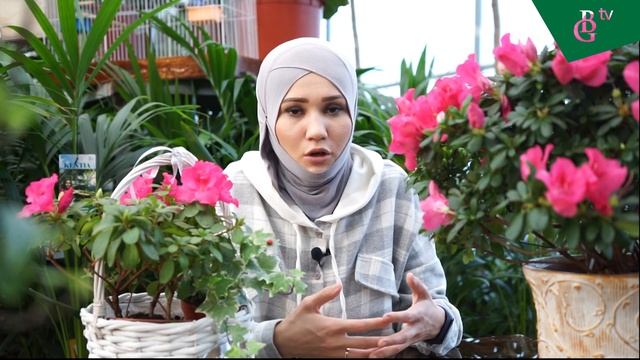 Азалия хонаки гули хақида смотреть онлайн