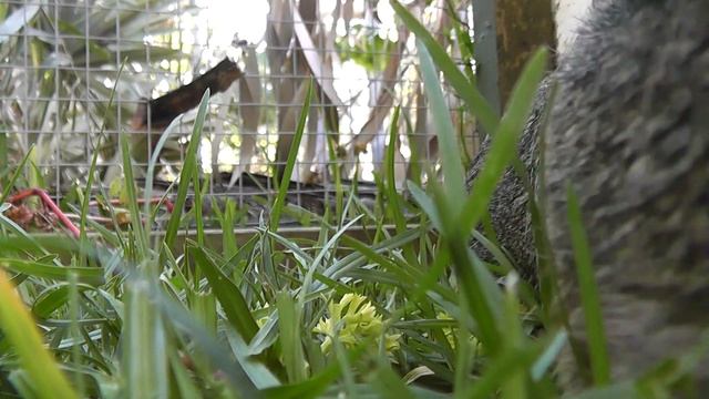 Guinea Pig Sounds | PLAY THIS TO YOUR GUINEA PIGS AND LAUGH смотреть онлайн