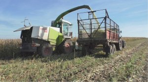 Уборка кукурузы на силос  Заготовка зеленной массы