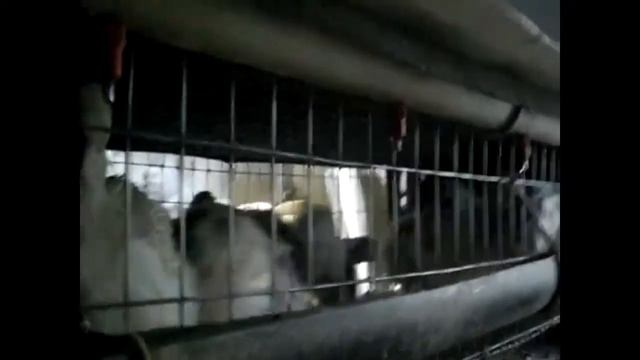Обустройство перепелятника смотреть онлайн