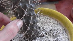 Пахиподиум