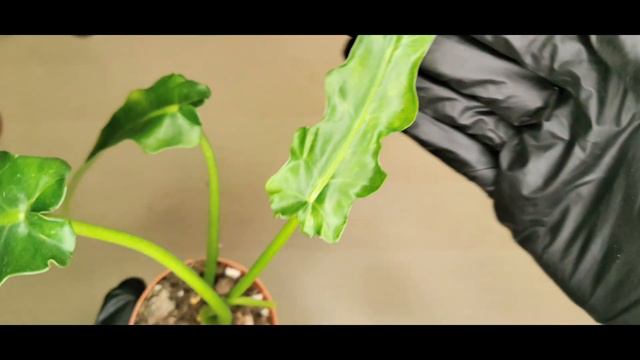 Обзор моей коллекции филодендронов, приятного просмотра 🍿 смотреть онлайн