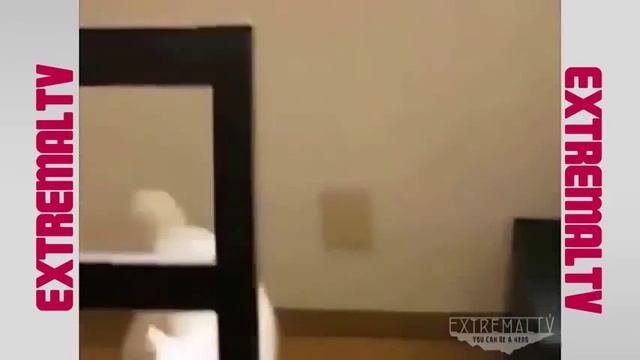 Собаки во Сне прикольные Видео - Как Спят Собаки смотреть онлайн