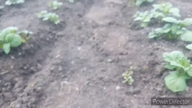 Вредители картошки ??? смотреть онлайн