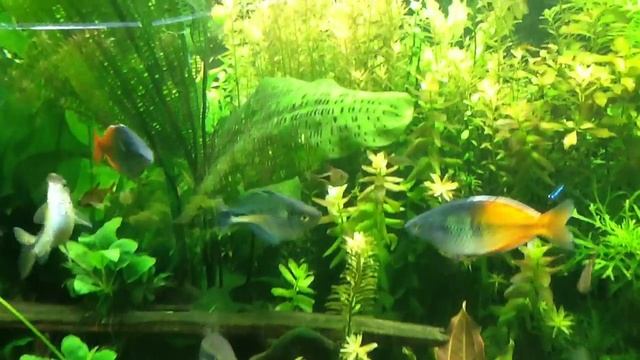 Tank update - showing the results of Flourish Excel смотреть онлайн