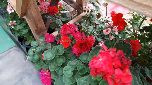 제라늄 절대 외목대로 키우지 마세요. смотреть онлайн