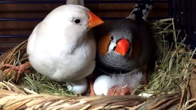 Наши птенцы амадины смотреть онлайн