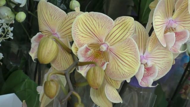 ПРЕКРАСНЫЕ ОРХИДЕИ с названиями в Цветочном Центре "Камелия". ПЕРВЫЙ видео обзор после 8 Марта!!! смотреть онлайн