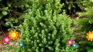 Ель канадская Коника. Краткий обзор, описание характеристик picea glauca Conica