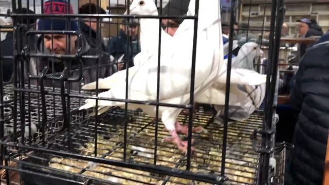 "Голубиный рай" на Птичьем рынке ТК Садовод 29.02.2020 смотреть онлайн