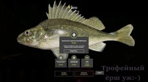 РР4 ОЗЕРО КОМАРИНОЕ ТРОФЕЙНЫЙ ЁРШ / РУССКАЯ РЫБАЛКА 4 ОЗЕРО КОМАРИНОЕ ТРОФЕЙНЫЙ ЁРШ