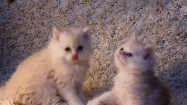 Британские котики смесь Шиншиллы котята (HD) смотреть онлайн