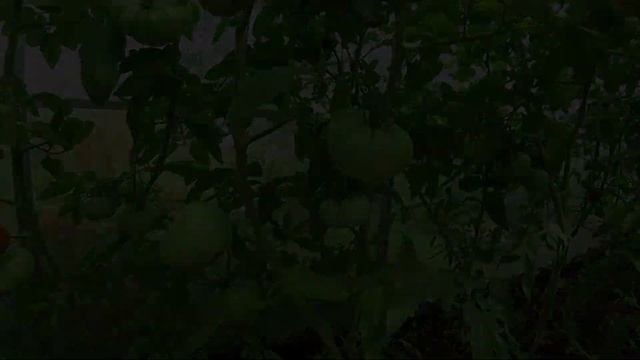 Расскажу за 1 минуту: Болгарская хала, Загорское воловье око, Бурлак минусинский, Король Ананас смотреть онлайн