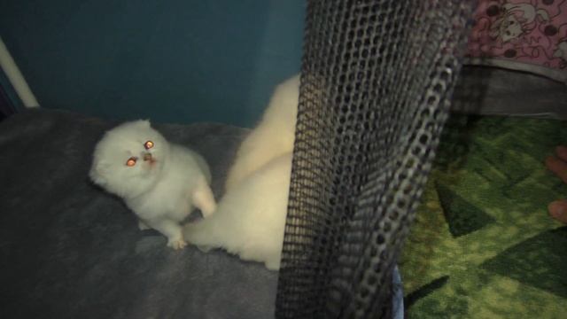 Котятям 3 недели и они впервые дерутся смотреть онлайн