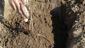 Сорт крыжовника"Золотистый". Правильная посадка крыжовника весной.