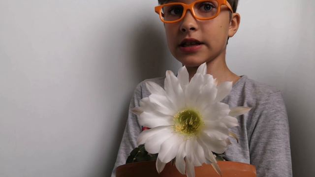 КАКТУС🌵РАСЦВЕЛ смотреть онлайн